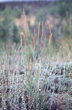 Image of Elymus L.