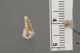 Image of Anacampsis fullonella Zeller 1873
