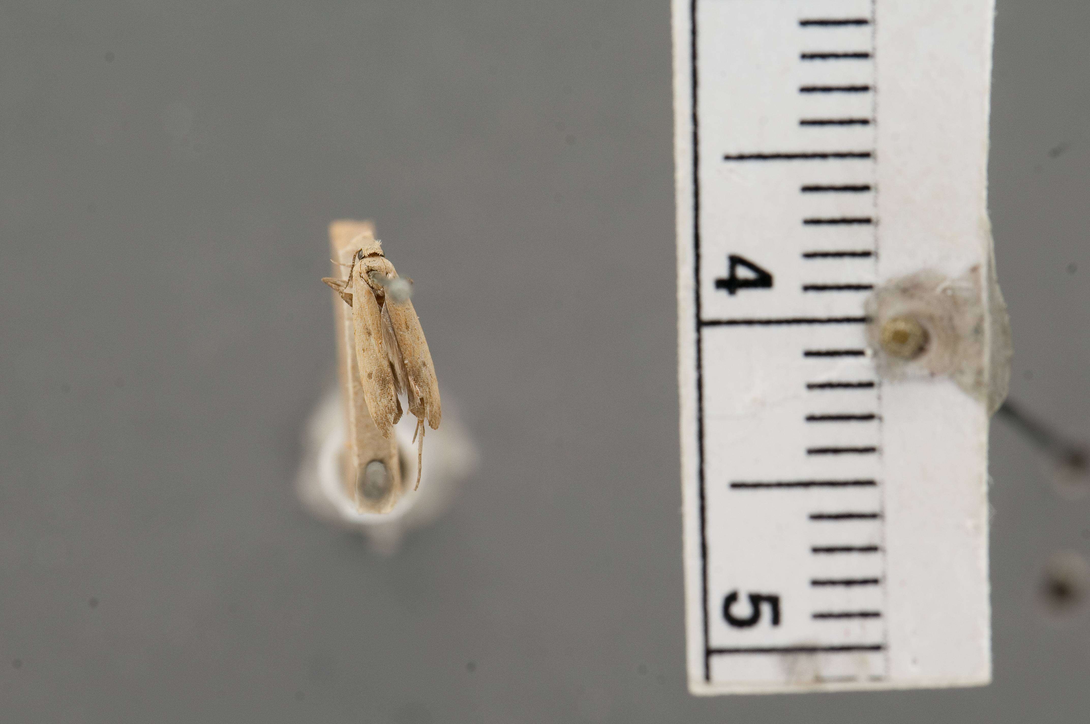 Image of Anacampsis fullonella Zeller 1873