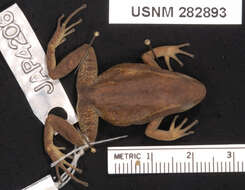 Image of Colostethus jacobuspetersi Rivero 1991