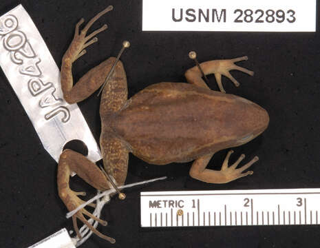 Plancia ëd Colostethus jacobuspetersi Rivero 1991