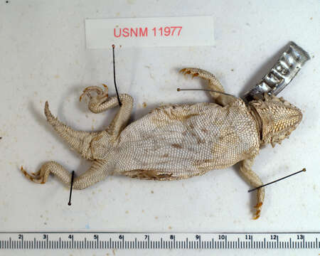 Image of Cedros Island Horned Lizard