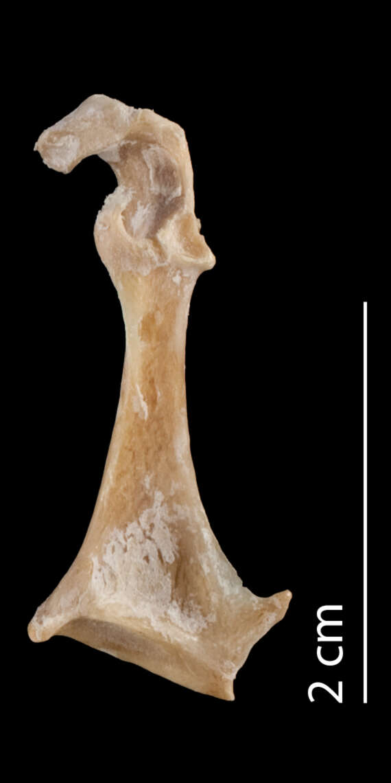 Image of Ibidorhynchidae