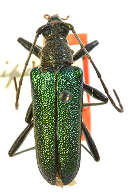 Image of Anthophylax viridis Le Conte 1850