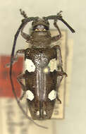 Image of Cereopsius javanicus Breuning 1936