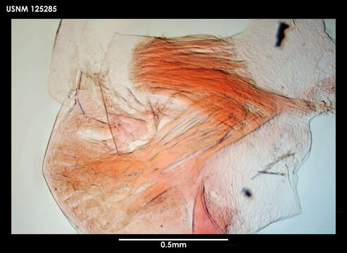 Image of Litoscalpellum walleni Newman & Ross 1971