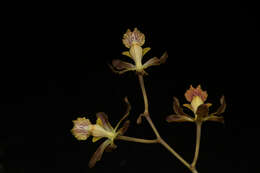 Image of Encyclia adenocarpa (Lex.) Schltr.