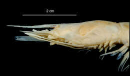 Image of Nematocarcinus lanceopes Spence Bate 1888