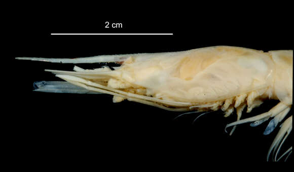 Image of Nematocarcinus lanceopes Spence Bate 1888