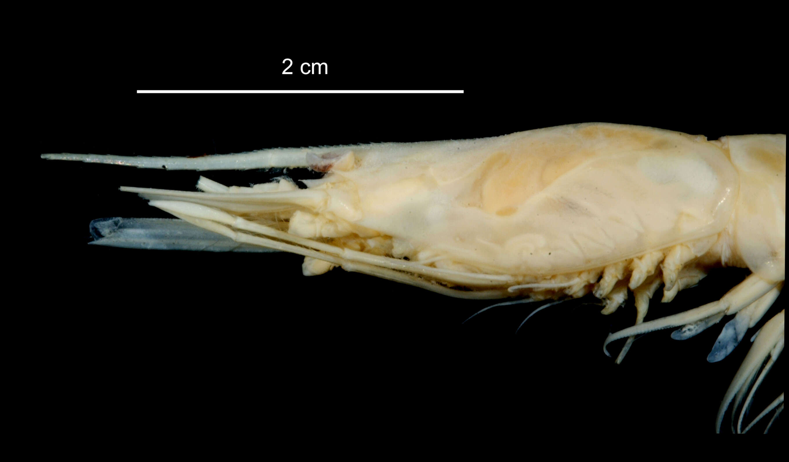 Слика од Nematocarcinus lanceopes Spence Bate 1888