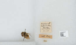 Image de Bombus sylvicola Kirby 1837