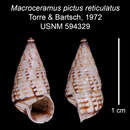 Imagem de Macroceramus pictus reticulatus C. Torre & Bartsch 2008