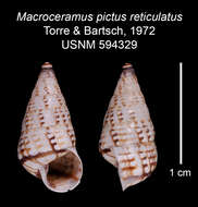 Imagem de Macroceramus pictus reticulatus C. Torre & Bartsch 2008