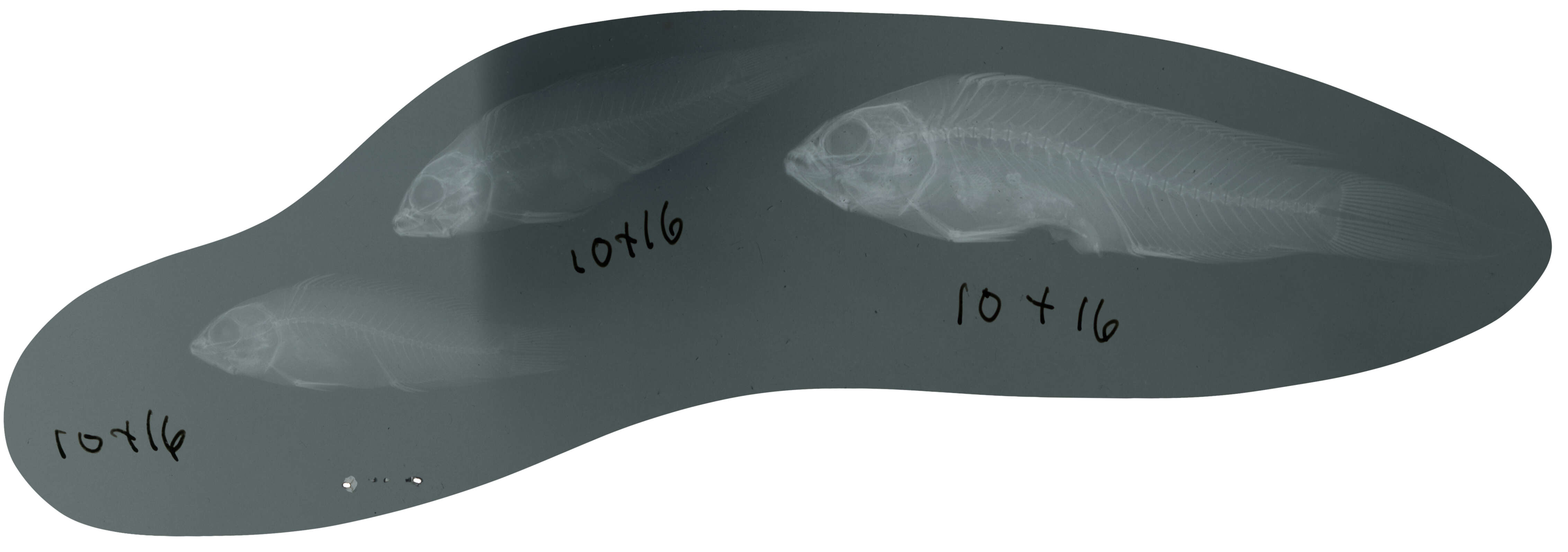 Image of Bandit dottyback