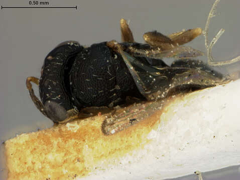 Heteroschema punctata (Ashmead 1894) resmi