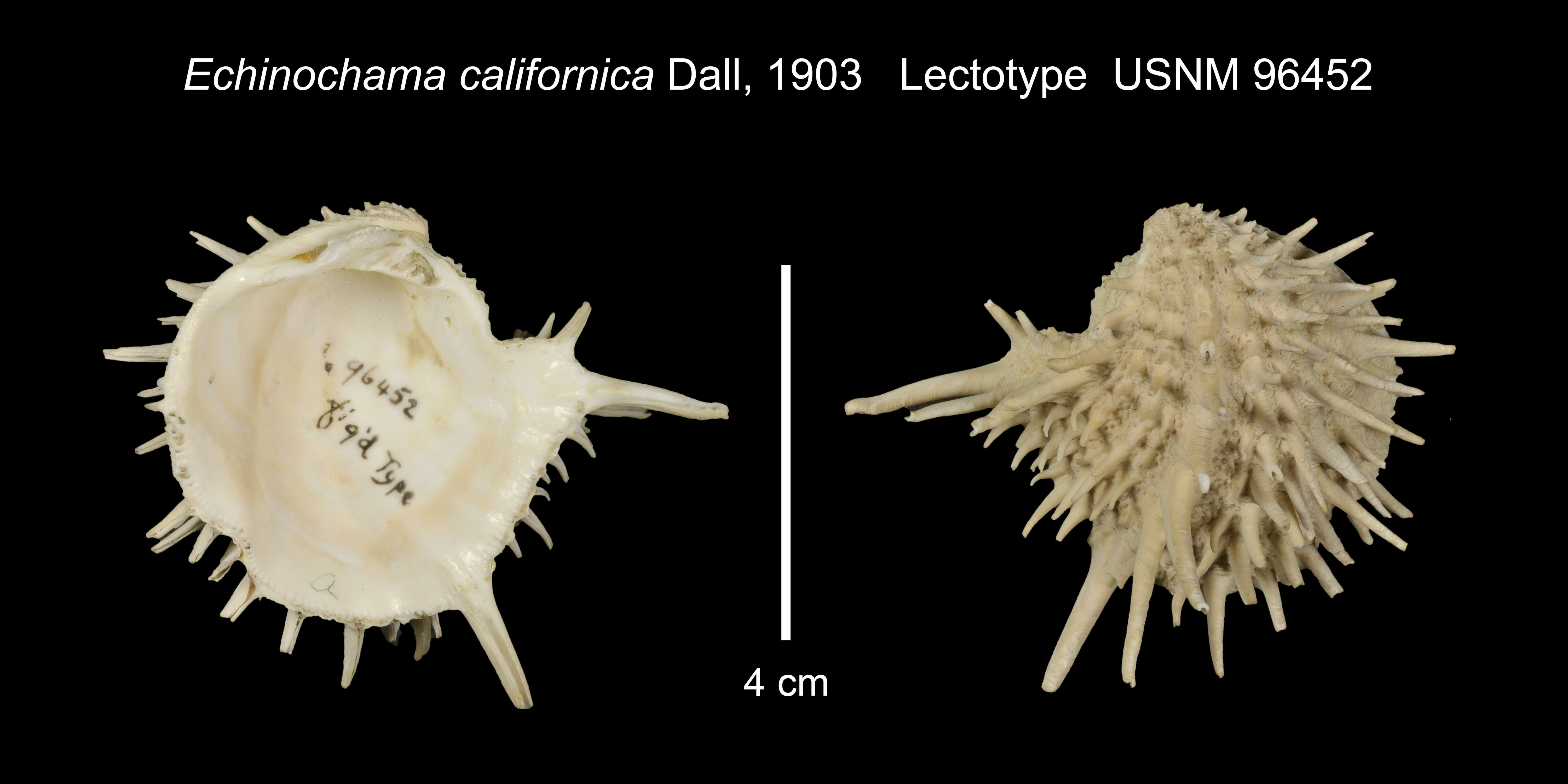 Image of Arcinella californica (Dall 1903)