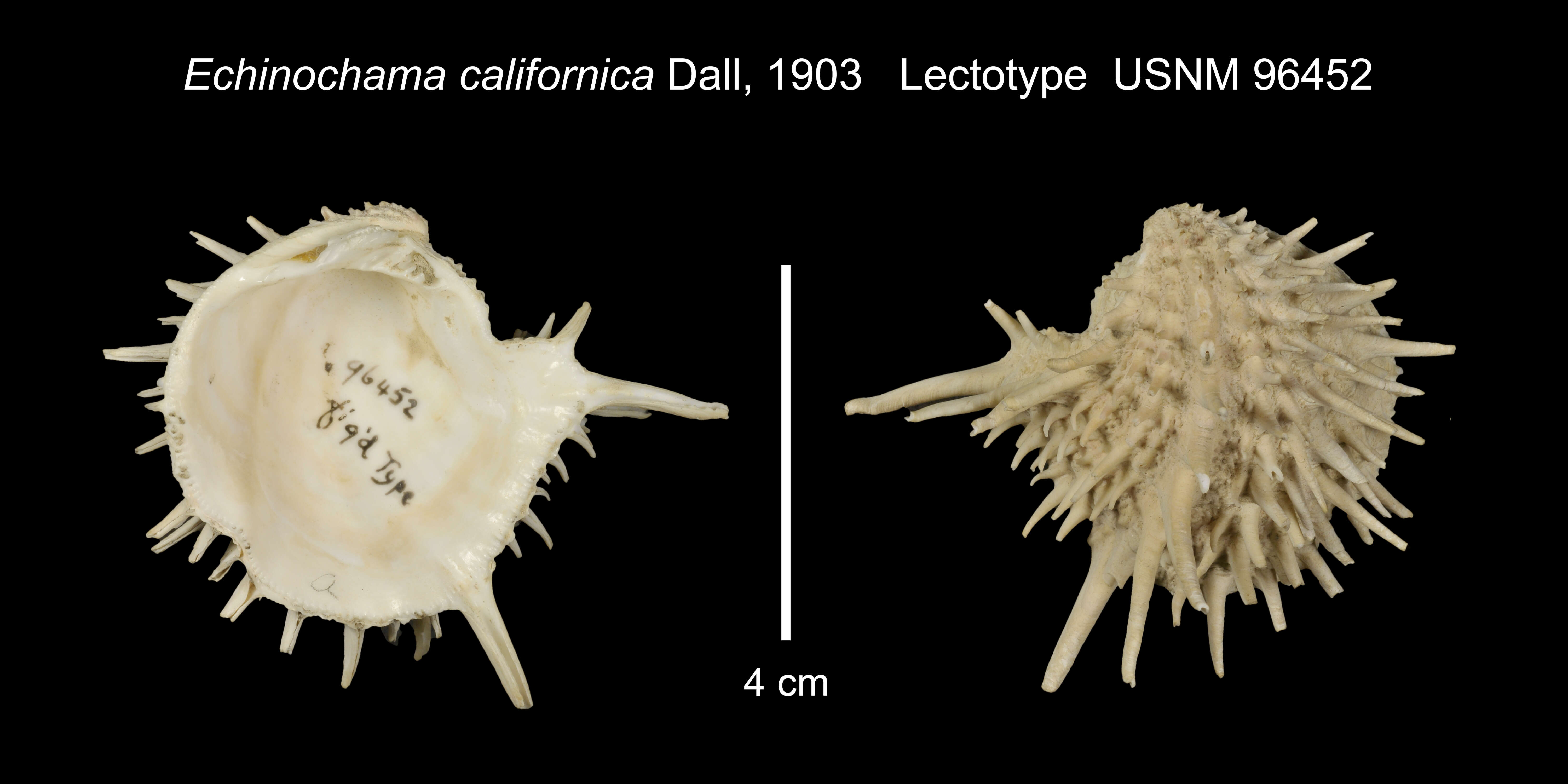 Image de Arcinella californica (Dall 1903)