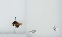 Image of Bombus ephippiatus Say 1837