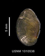 Image of Lusitromina abyssorum (Lus 1993)