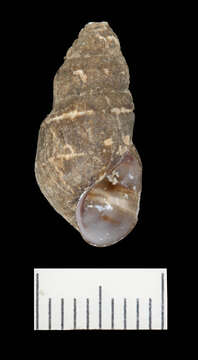 Image of Elimia curreyana (I. Lea 1841)