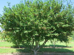 Image of Acer tataricum var. ginnala (Maxim.) Maxim.