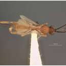 Image of Orgilus disparilis Muesebeck 1970