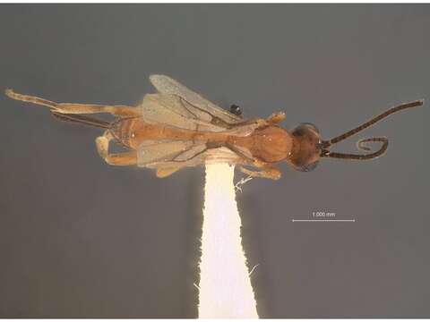 Image of Orgilus disparilis Muesebeck 1970