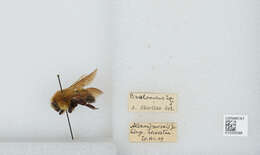 Image of Bombus melanurus Lepeletier 1836