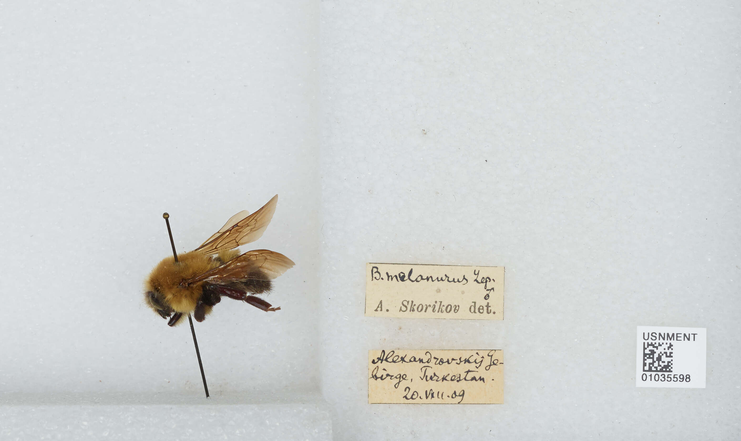 Image of Bombus melanurus Lepeletier 1836