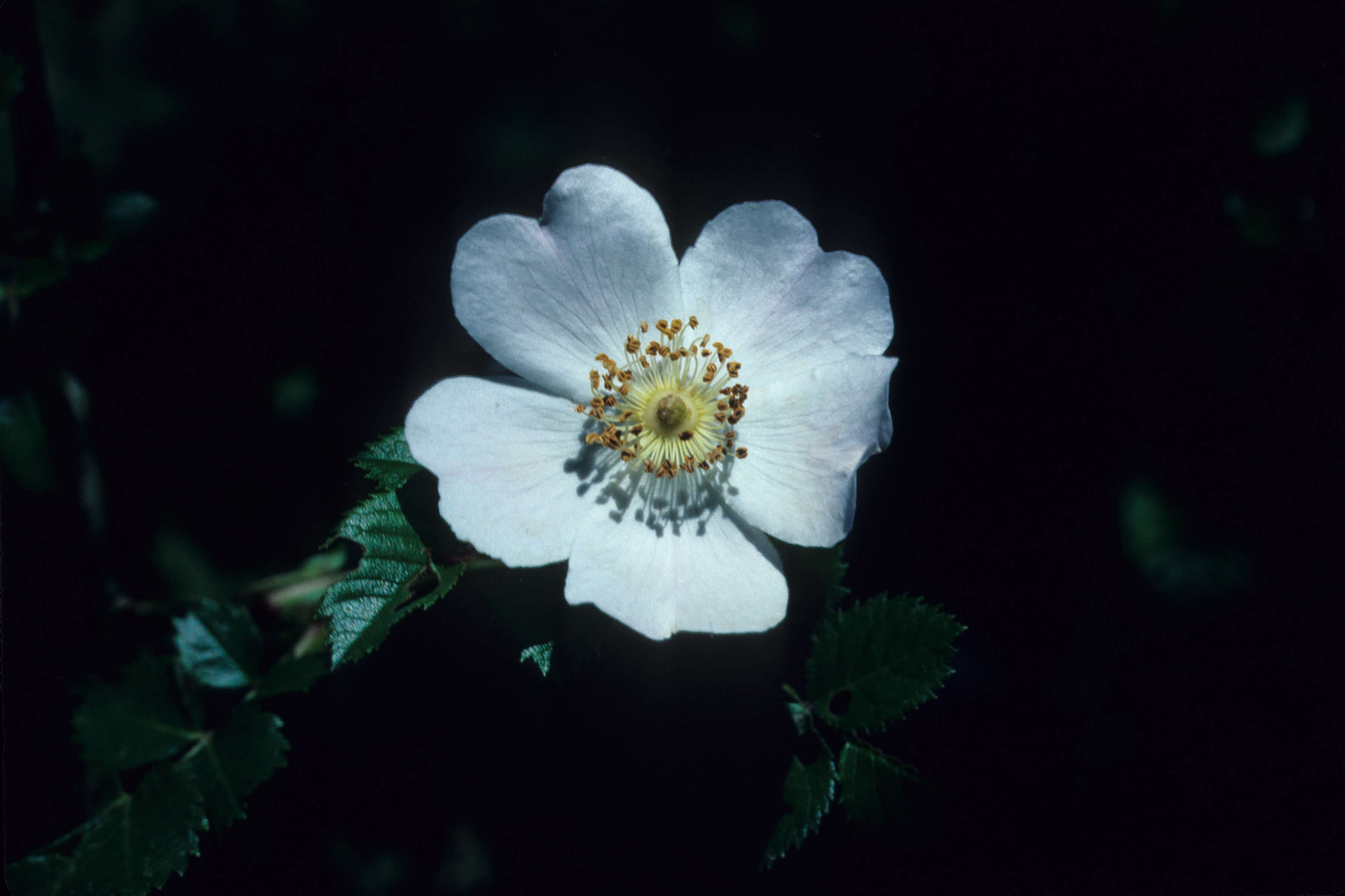 Imagem de Prunus myrtifolia (L.) Urban