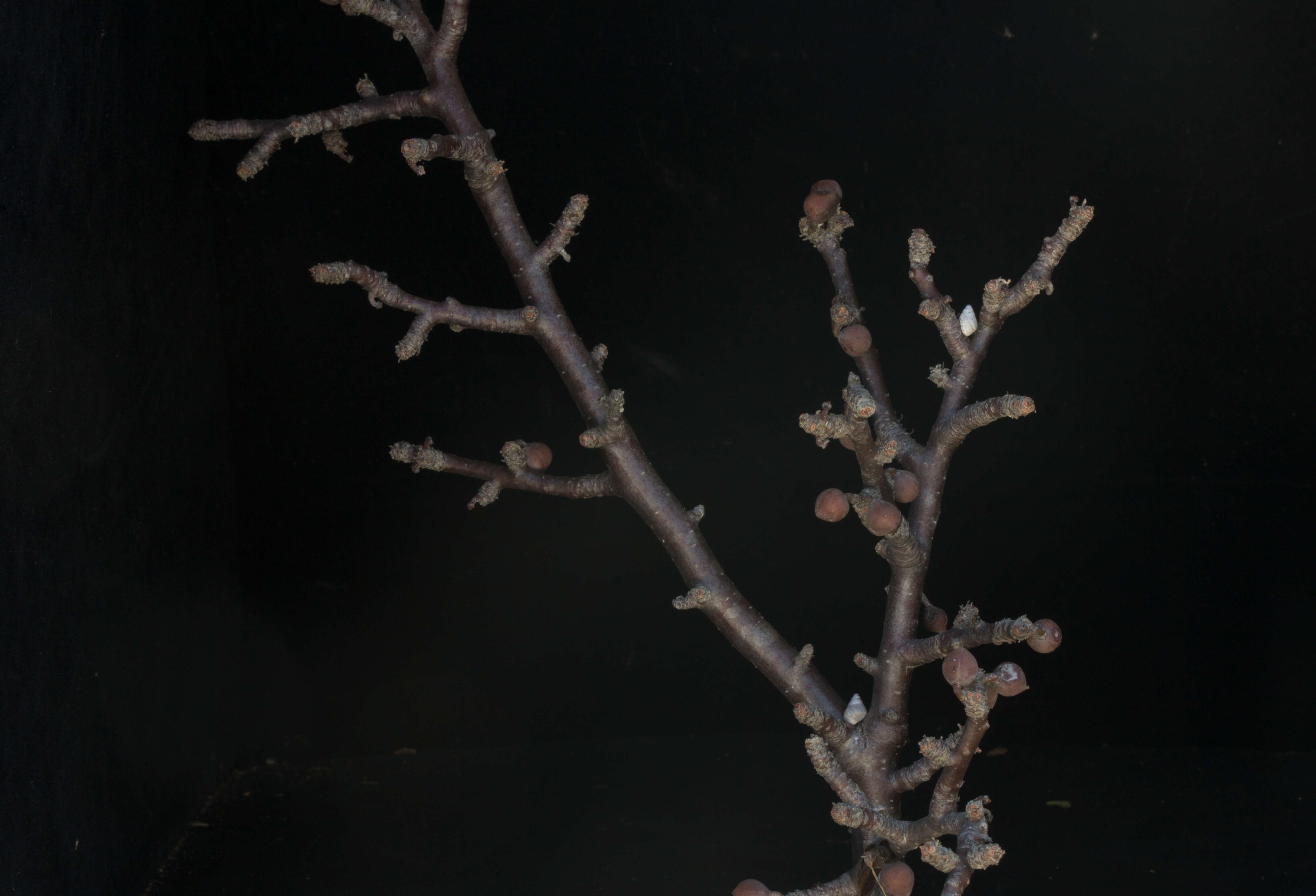 Image of Bursera schlechtendalii Engl.