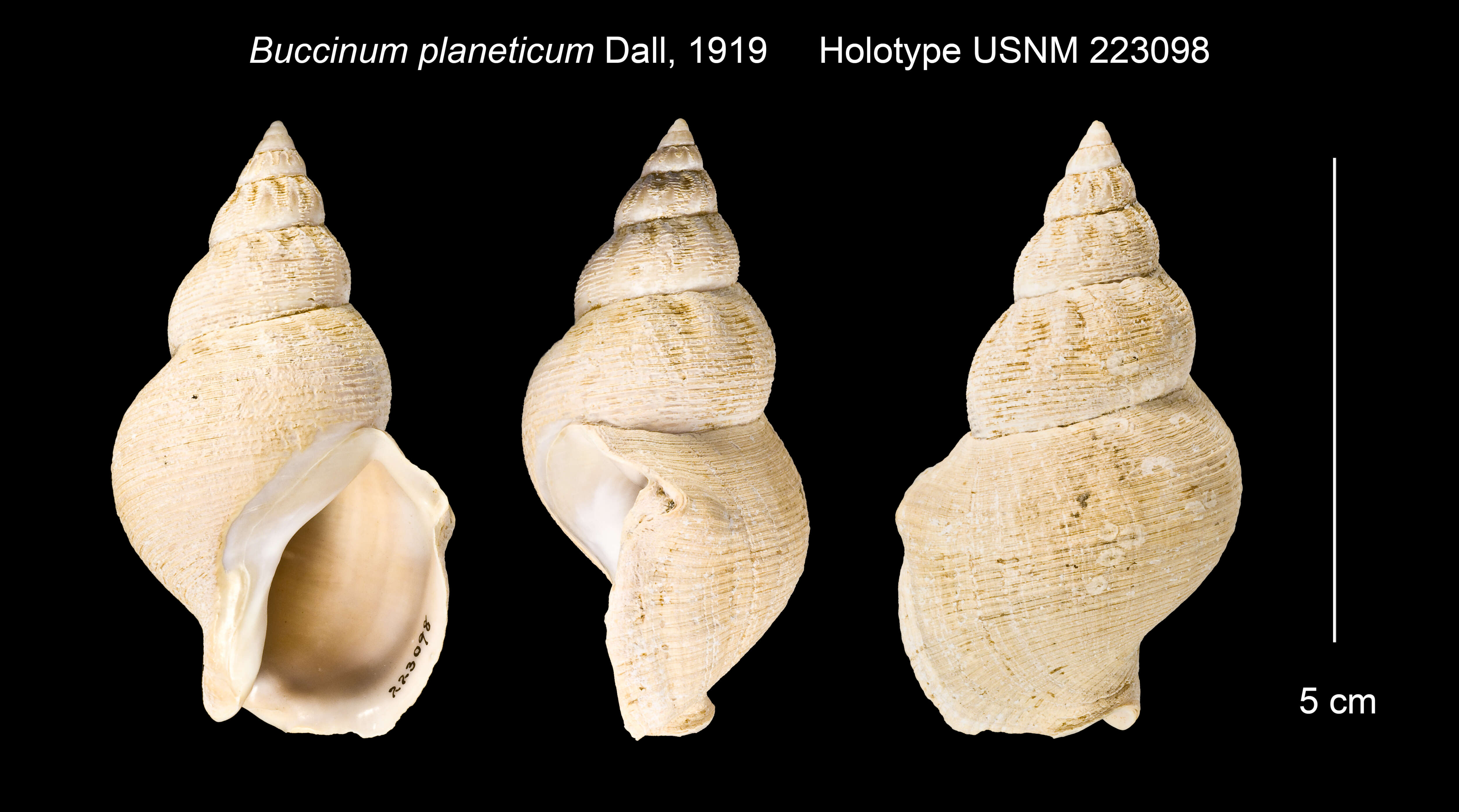 Image of Buccinum planeticum Dall 1919