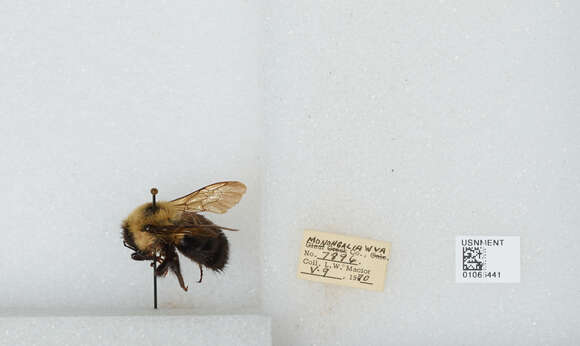 Image of Two-spotted Bumblebee