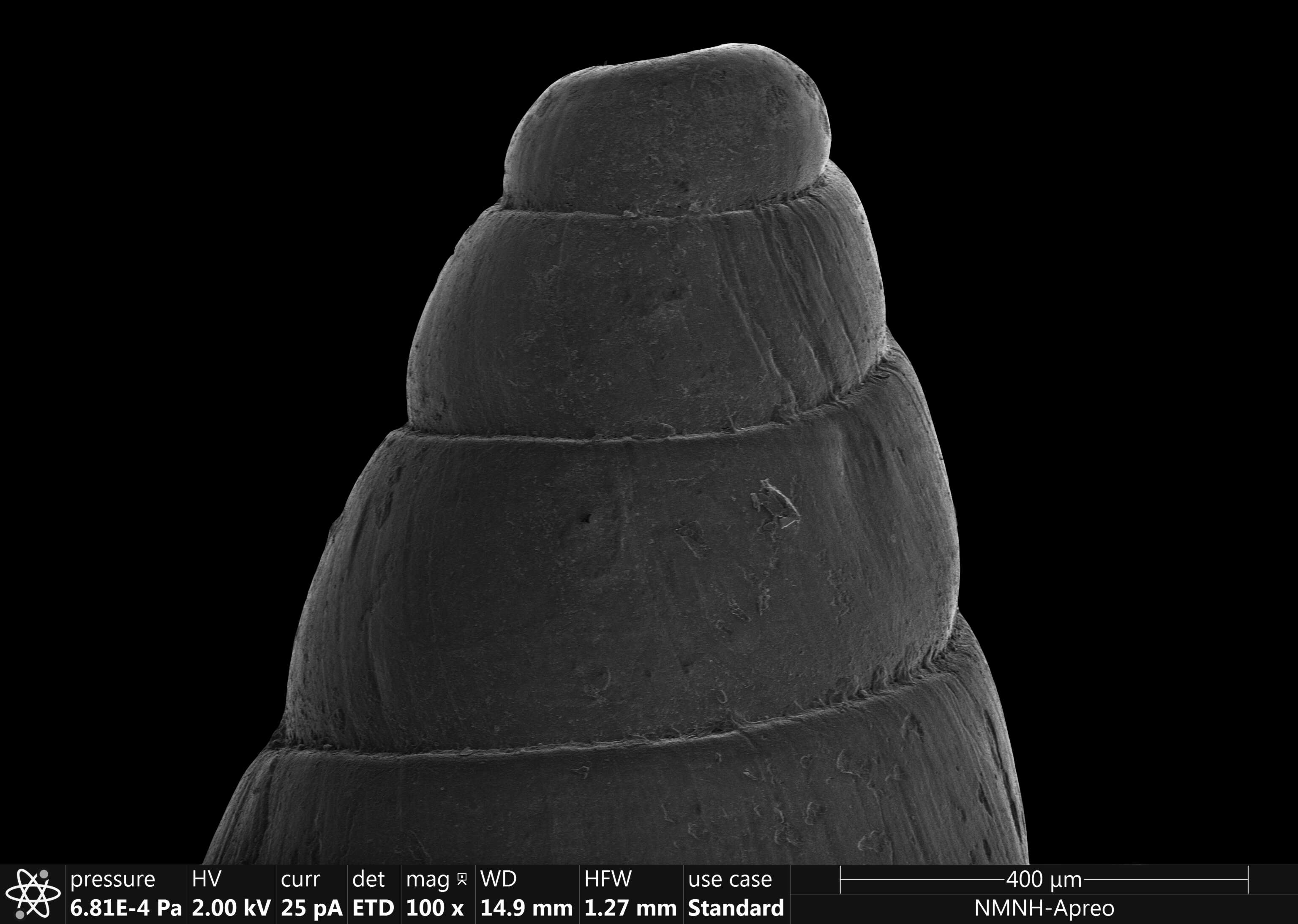 Brachystomia carrozzai (van Aartsen 1987) resmi