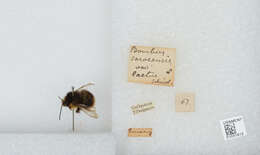 Image of Bombus soroeensis (Fabricius 1776)