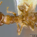 Image of Leptothorax delaparti Forel 1890