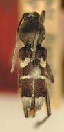 Chlorophorus bakeri Aurivillius 1922 resmi