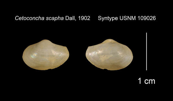 Image of Cetomya scapha (Dall 1902)