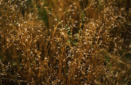 Image of silver hairgrass