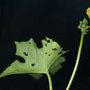 Image of Luffa cylindrica M. Roem.