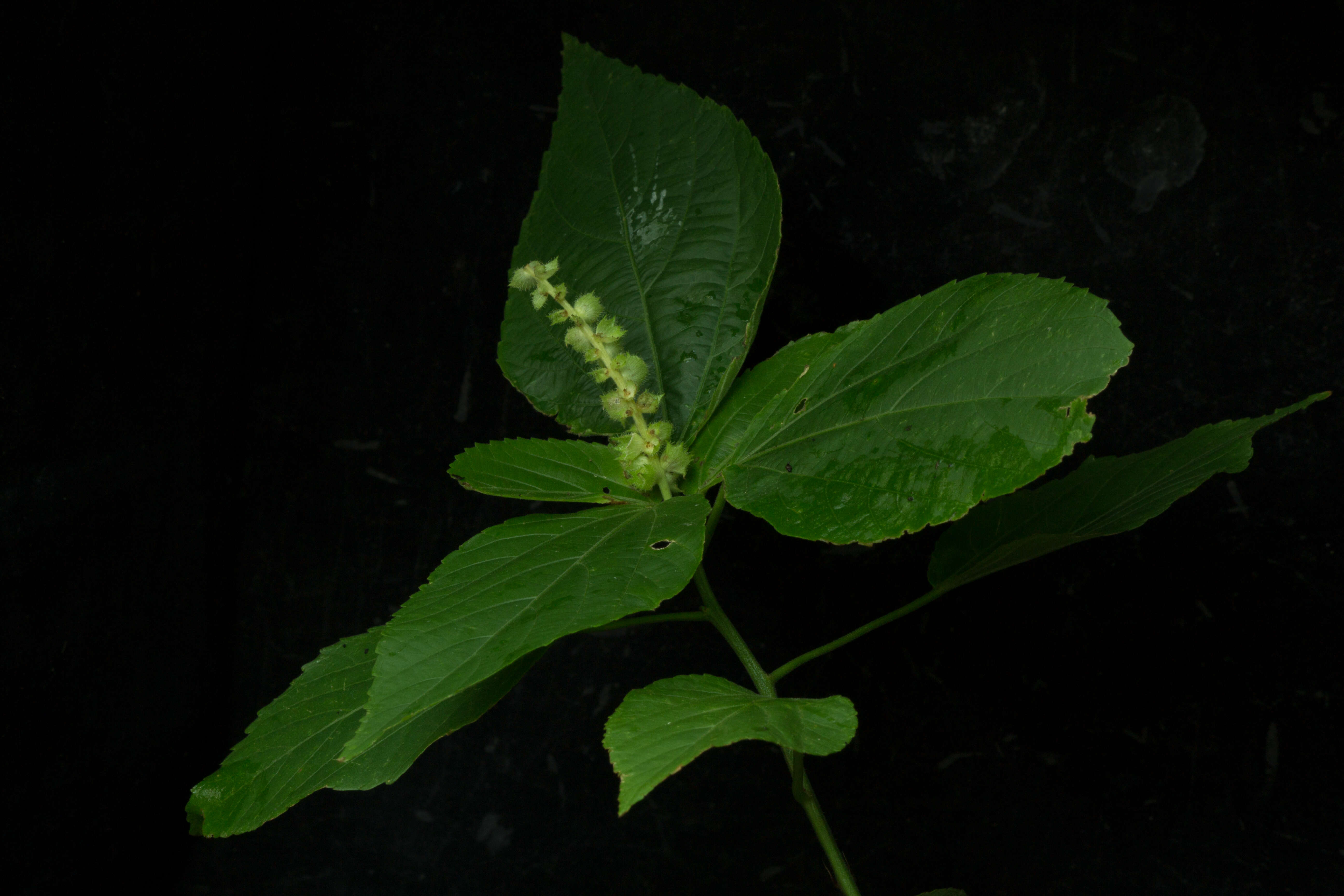 Image de Acalypha schiedeana Schltdl.