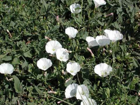 Image of Field Bindweed