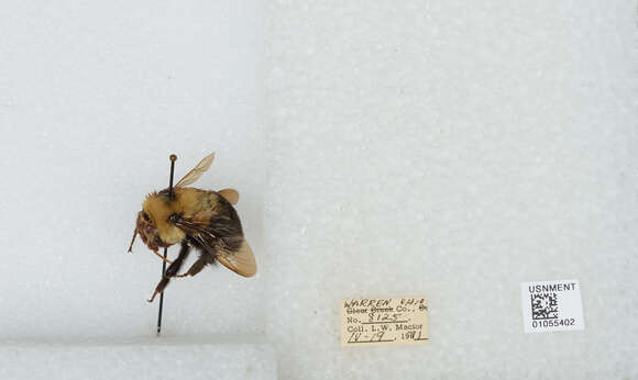 Image of Two-spotted Bumblebee