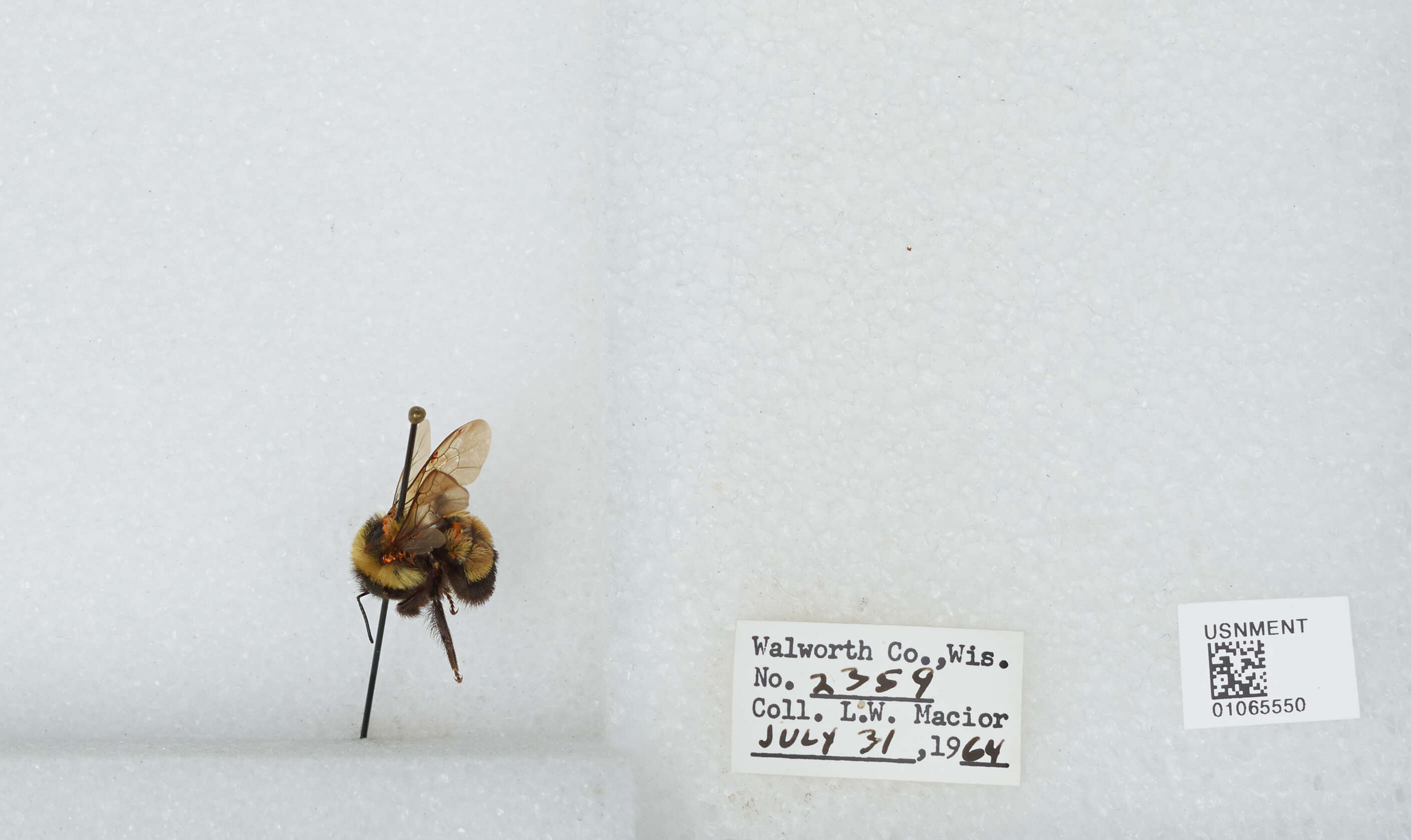 Слика од Bombus affinis Cresson 1864