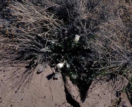 Imagem de Oenothera cavernae Munz