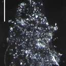 Image of Mistoprayina fragosa Pugh & Harbison 1987