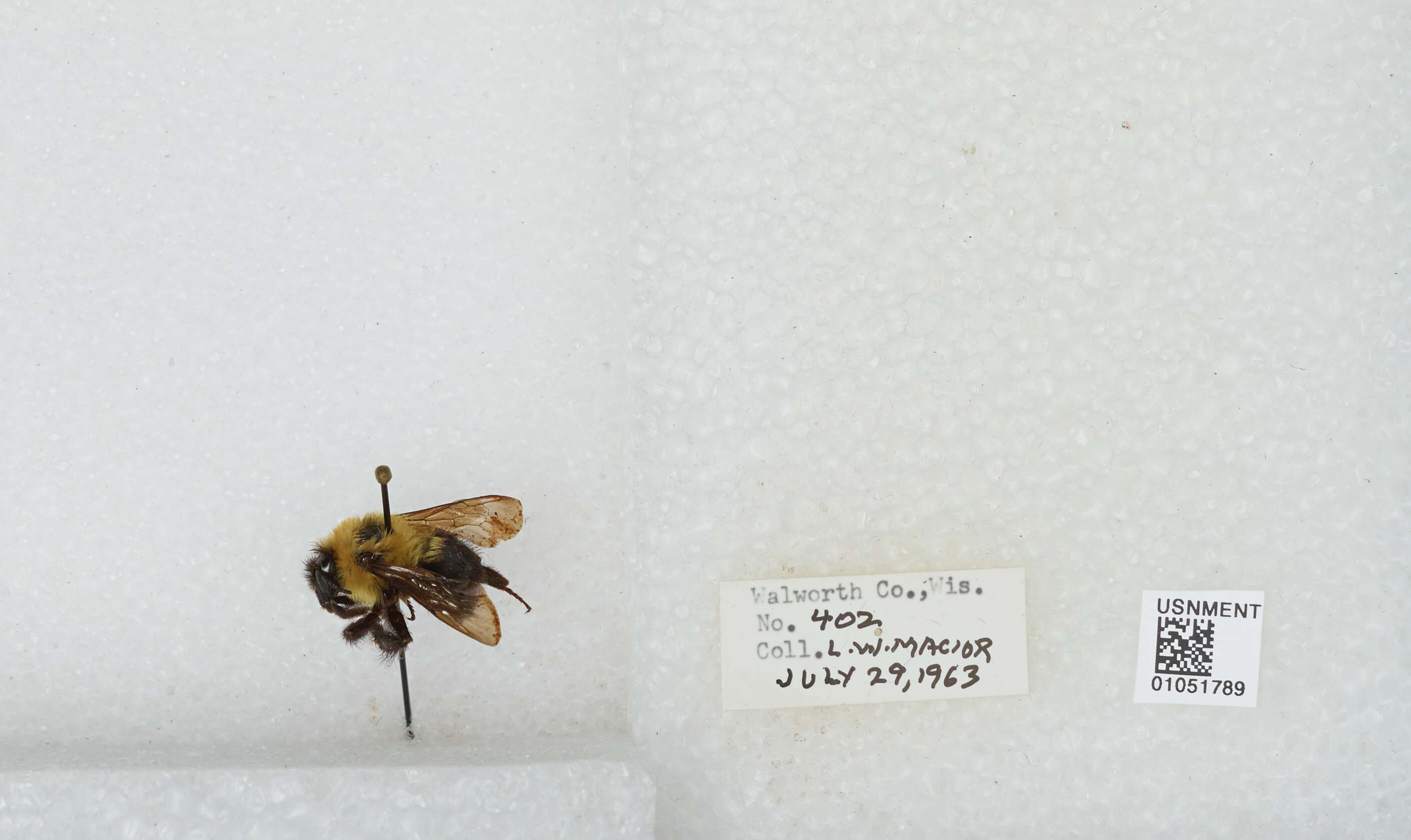 Image of Two-spotted Bumblebee