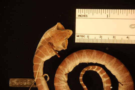 Hydrophis inornatus (Gray 1849)的圖片