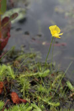 Image of Humped Bladderwort