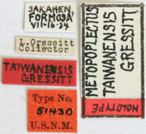 Cleptometopus taiwanensis (Gressitt 1936)的图像